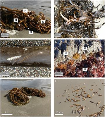 Ecological biomechanics of damage to macroalgae